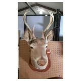 Wall mount, taxidermy deer.