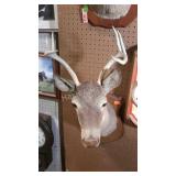Wall mount, taxidermy deer.