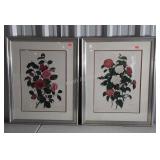 Pair of Botanical prints, Camellia varieties,