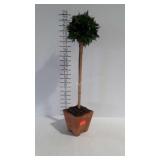 Home decor topiary plant