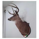 Wall mount 7 point deer, done by S and R
