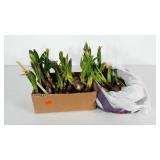 Live Plant Bulbs, ready to plant: Pink Naked