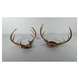 Two sets of antlers, one nine point and one six