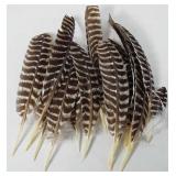 Turkey feathers
