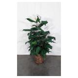 Everlasting peace lily plant in basket, stands