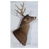 Taxidermy 9 point buck. Mounted to wall, about