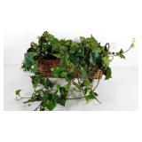 Everlasting ivy plant in wicker basket