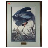 Audubon print, Great Blue Heron, framed and