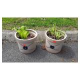 Two crock planters with real plants and dirt in