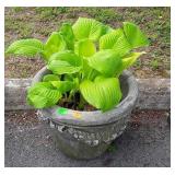 Concrete planter with real plants and dirt in it,