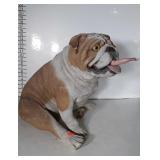 Hungry Guard Bull Dog. Has person arm Sticking
