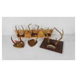 Taxidermy,  mounted antlers on four plaques