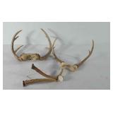 Taxidermy deer antlers, includes three point,
