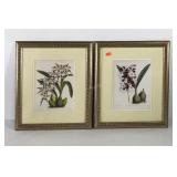 Pair Botanical prints, each is framed and matted,