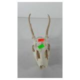 Deer skull