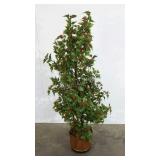 Everlasting holly tree, 57" tall