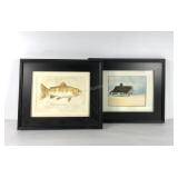 Two watercolor paintings, Cutthroat Trout and New