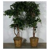 Two everlasting potted trees, each about 6