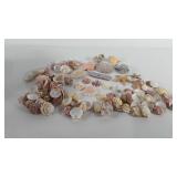 Box of seashells and starfish