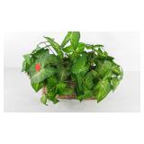 Everlasting greenery in basket