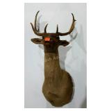 Taxidermy mount. Has a loose antler. 19" spread.