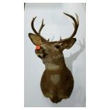 Mount taxidermy 10 point buck.