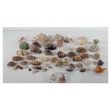 Seashells, includes spider conch shell, Venus