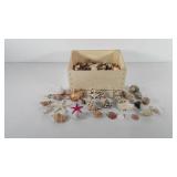 Wooden box of seashells and star fish