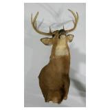 Taxidermy 8 point buck. 21" spread.