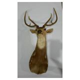 Taxidermy mount Axis deer.