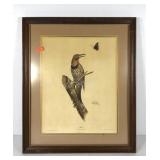 Ray Harm bird print, Flicker, Colpates Auratus,
