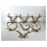 Taxidermy,  ten sets of deer antlers, sizes and