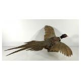 Taxidermy,  ring neck pheasant,  approximately