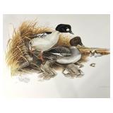 Common Goldeneye, Don Whitlatch unframed print by