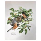 Robins, Don Whitlatch unframed print by Nature