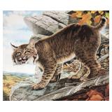 Bobcat, Don Whitlatch unframed print by Nature