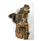 Taxidermy squirrel, mounting board measures