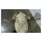 Taxidermy ram, base is 22" tall, from base to top