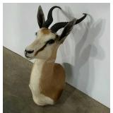 Taxidermy springbok antelope, 12" base, 22" from