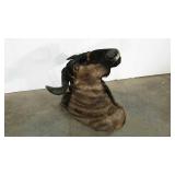 Taxidermy wildebeest, 27" base, 33" from base to