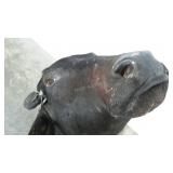 Taxidermy water buffalo, base 30", from base to