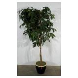 Everlasting potted tree, 75" tall