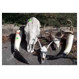 3 Animal Skulls, set of Horns also