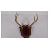 Taxidermy lot, 8 point antler mount, antlers are