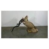 Taxidermy, Greater Kudu, type of African