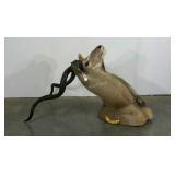 Taxidermy, Greater Kudu, type of African