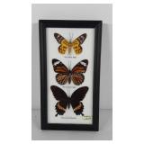Pressed and framed butterflies/moths, 5" x 9"