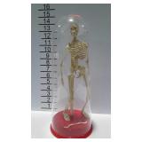 Skeleton figure in poly dome display