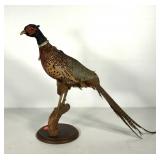 Taxidermy mounted pheasant stands 20