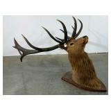 Elk taxidermy, this thing is huge, needs a little